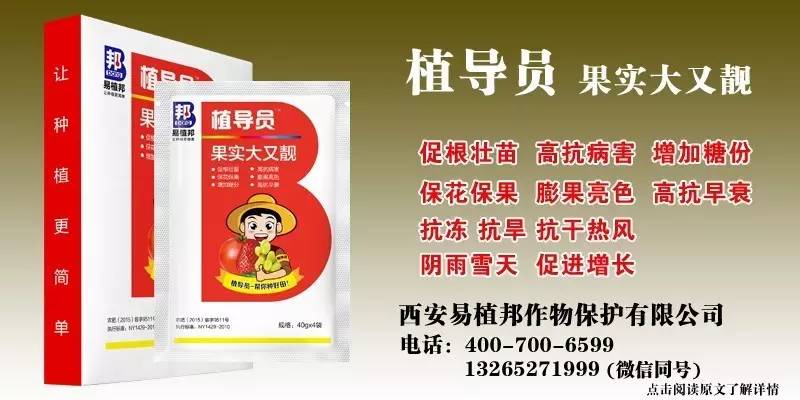 澳门王中王100%期期中一期,澳门王中王100%期期中一期，揭秘彩票背后的秘密与探索幸运之道